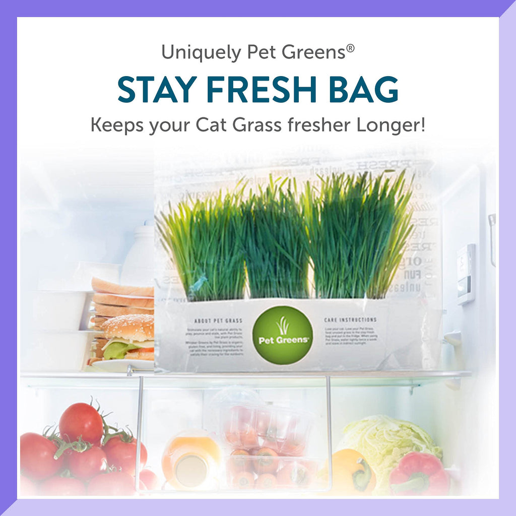 Organic Cat Grass 3-Pack Z646