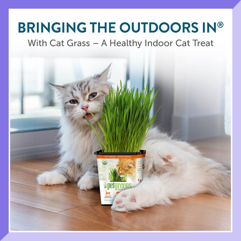 Organic Cat Grass 3-Pack Z646