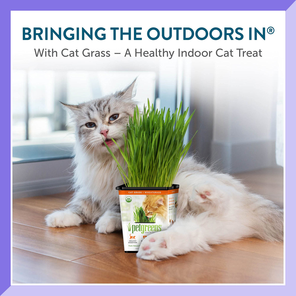 Organic Cat Grass 3-Pack Z646
