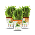 Organic Cat Grass 3-Pack Z646