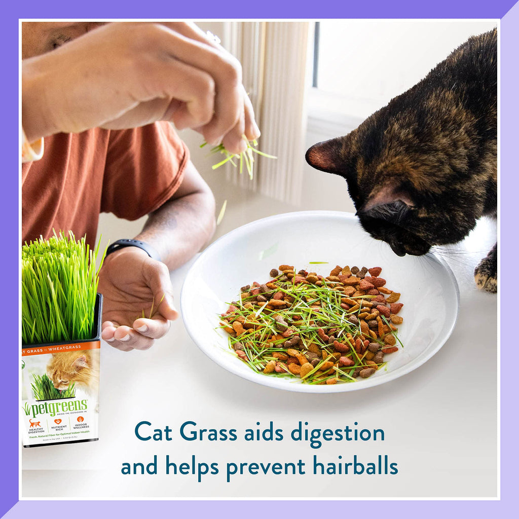 Organic Cat Grass 3-Pack Z646